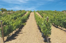 Tour dei Vini di Puglia per 4 