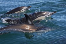 Arrábida giornata intera con osservazione dei delfini
