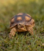 Regala una tartaruga di terra