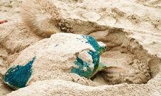 Overnight adventure to Sur and the Turtle Reserve from Muscat