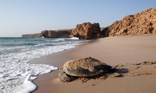 Overnight adventure to Sur and the Turtle Reserve from Muscat