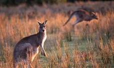 Full-day Wilsons Promontory National Park tour