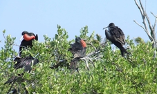 Contoy Island and Isla Mujeres Guided Tour