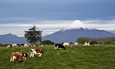 Petrohue Waterfalls & Osorno Volcano Tour