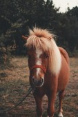 Passeggiata sul Pony in Toscana 