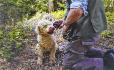 Caccia al tartufo nel cuore della Toscana Valdichiana Senese