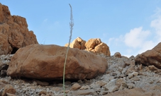 Photography tour of the desert and Dead Sea from Jerusalem
