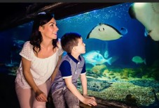 Sea Life London Aquarium: biglietti 
