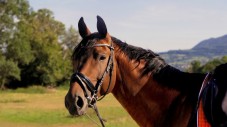 Lezione di Equitazione a Siena e Soggiorno