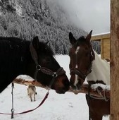 Passeggiata a cavallo nella Val di Fassa