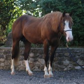 Passeggiata a Cavallo di Coppia sui colli bolognesi