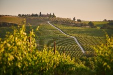 Escursione pomeridiana nel Chianti con Degustazione di Vini