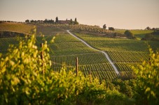 Escursione nel Chianti con Degustazione di Vini