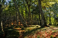 Caccia al tartufo in Puglia e Basilicata