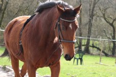 Passeggiata a cavallo in Basilicata