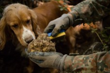 Ricerca di tartufi con degustazione inclusa in Toscana