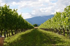 Visita e degustazione di vini biologici friulani presso Mont'Albano Bio