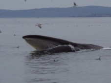 Whale watching per due - ISLANDA