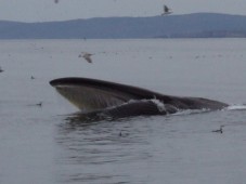 Whale watching per due - Islanda
