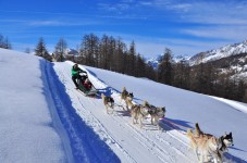 Escursione con cani da slitta a Pragelato per grandi e piccini