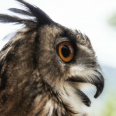 Avventura in Calabria - Esperienza Falconeria