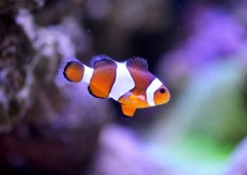 Acquario di Cattolica - Pacchetto Famiglia