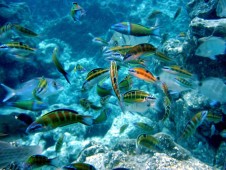 Biglietti open per l'Acquario di Genova