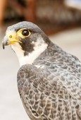 Avventura in Calabria - Esperienza Falconeria in Sud Italia