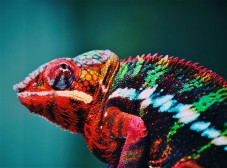 Zoo Café in Budapest – Animal Interaction Experience