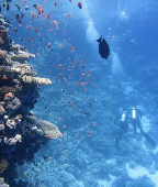 Battesimo del Mare Isole Tremiti Puglia