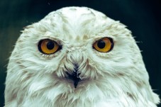 Edinburgh Harry Potter Walking Tour 