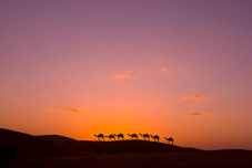 Safari nel deserto di Dubai con cena BBQ e autista locale