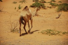 Il Sahara Inesplorato