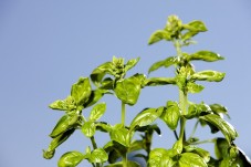 Chef per un Giorno: Pappa al Pomodoro Toscana 