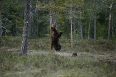 Guided Bear and Wolf Sanctuary Tour with Transport from Budapest