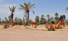 Camel Ride in Marrakech Palm Grove