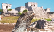 Tulum Discovery tour from Cancun and Riviera Maya