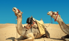 Tour serale in quad con giro in cammello e tè a Hurghada
