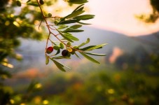 Tour Enogastronomico per 2 ad Ostuni