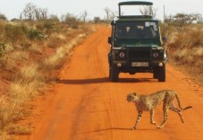 Safari premium nel deserto con cena e intrattenimento