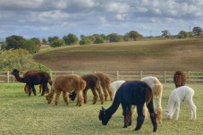 Esperienza con gli alpaca con soggiorno in un magico resort immerso nella natura