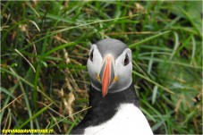 Tour a guardare il puffino da Reykjavik