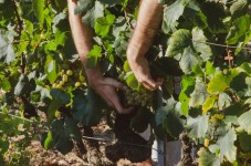 Degustazione di vini guidata nella natura toscana