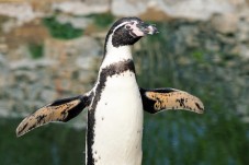 Biglietto per Acquario di Cattolica