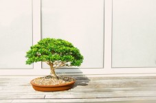 Mini Bonsai