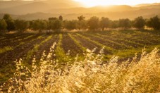 Tour dell'olio d'oliva e del mulino a vento