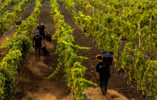 Visita Cantina e Degustazione in Sicilia