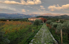 Visita Cantina, Degustazione e light lunch in Sicilia