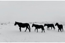 Trekking di un'ora a cavallo nella neve – Emilia Romagna