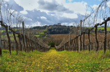 Degustazione guidata dei vini Shade Red nel cuore della Toscana